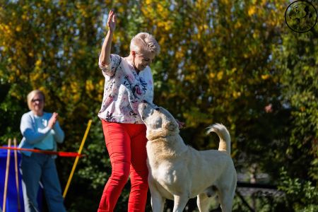 Pes	Šampiónov	ASAN OD TATIER K DUNAJU	Stredoeurópsky Víťaz, V1, CAC, BOS