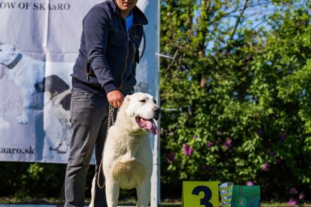 50. 	Suka	Mladých	TAJGA	V2