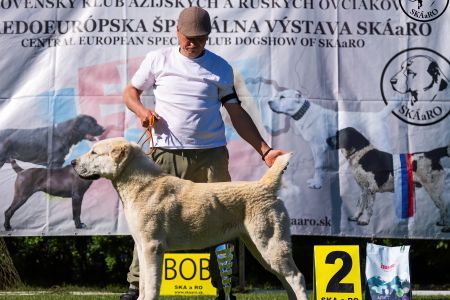 54. 	Suka	Mladých	TAJGA	V2