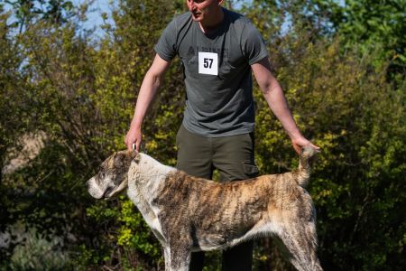 57. Suka	Stredná	CIARA KERBEROS KARPATHIA	V1, CAC