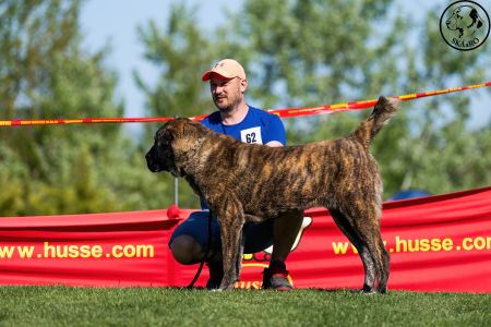 62. Suka	Stredná	SHAHEN SHAH-KARA CHERRI	V2, Res.CAC