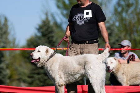 61. 	Suka	Stredná	ROXY CHACALKIZ CHENEKEL	V4