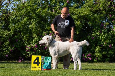 61. 	Suka	Stredná	ROXY CHACALKIZ CHENEKEL	V4