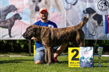 62. Suka	Stredná	SHAHEN SHAH-KARA CHERRI	V2, Res.CAC