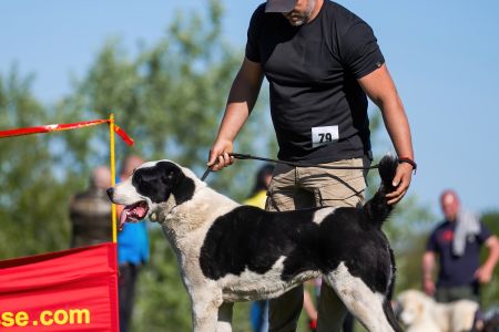 79. 	Suka	Otvorená	FRIDA CAO IT	V2, Res.CAC