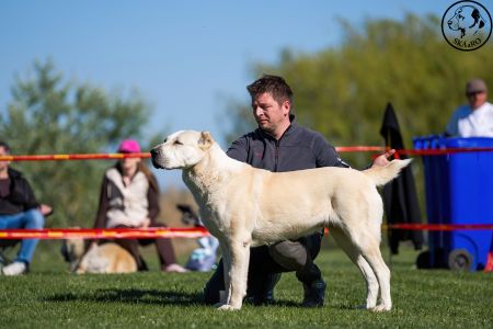 81. 	Suka	Otvorená	KAZBEGI HAYNA	Stredoeurópsky Víťaz, V1, CAC, BOB