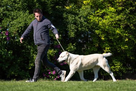 81. 	Suka	Otvorená	KAZBEGI HAYNA	Stredoeurópsky Víťaz, V1, CAC, BOB
