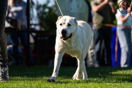 81. 	Suka	Otvorená	KAZBEGI HAYNA	Stredoeurópsky Víťaz, V1, CAC, BOB