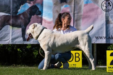 92. 	Suka	Šampiónov	KAZBEGI CHARIZMA	V1, CAC