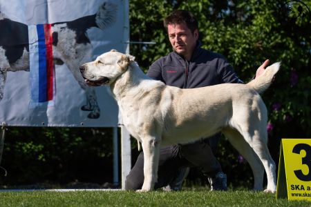 81. 	Suka	Otvorená	KAZBEGI HAYNA	Stredoeurópsky Víťaz, V1, CAC, BOB