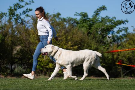 92. 	Suka	Šampiónov	KAZBEGI CHARIZMA	V1, CAC