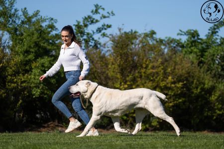 92. 	Suka	Šampiónov	KAZBEGI CHARIZMA	V1, CAC