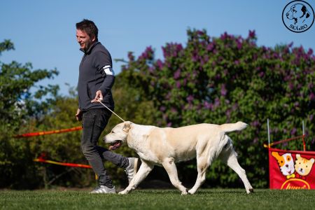 81. 	Suka	Otvorená	KAZBEGI HAYNA	Stredoeurópsky Víťaz, V1, CAC, BOB