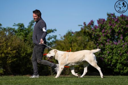 81. 	Suka	Otvorená	KAZBEGI HAYNA	Stredoeurópsky Víťaz, V1, CAC, BOB