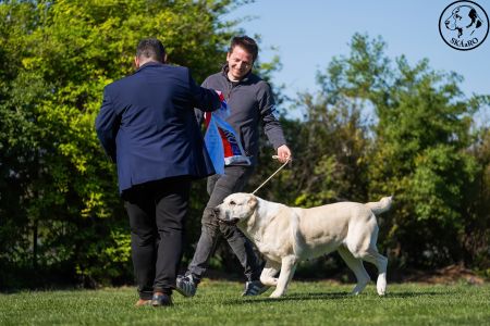 81. 	Suka	Otvorená	KAZBEGI HAYNA	Stredoeurópsky Víťaz, V1, CAC, BOB