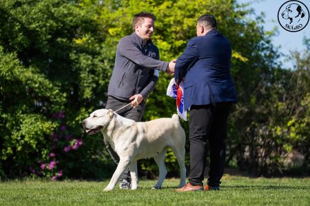 81. 	Suka	Otvorená	KAZBEGI HAYNA	Stredoeurópsky Víťaz, V1, CAC, BOB