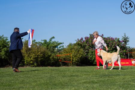 Pes	Šampiónov	ASAN OD TATIER K DUNAJU	Stredoeurópsky Víťaz, V1, CAC, BOS