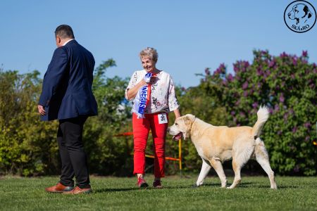 Pes	Šampiónov	ASAN OD TATIER K DUNAJU	Stredoeurópsky Víťaz, V1, CAC, BOS