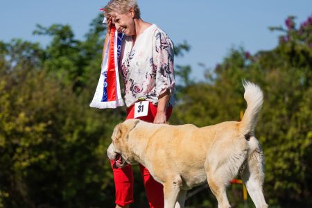 Pes	Šampiónov	ASAN OD TATIER K DUNAJU	Stredoeurópsky Víťaz, V1, CAC, BOS