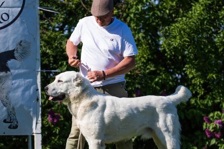 11. 	Pes	Mladých	ASHKABATCHINGIZ	Stredoeurópsky Víťaz