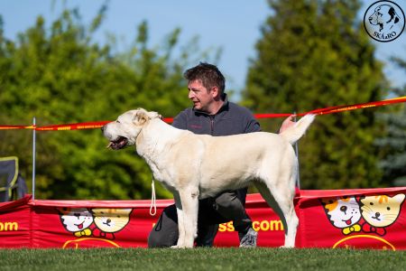 81. 	Suka	Otvorená	KAZBEGI HAYNA	Stredoeurópsky Víťaz, V1, CAC, BOB