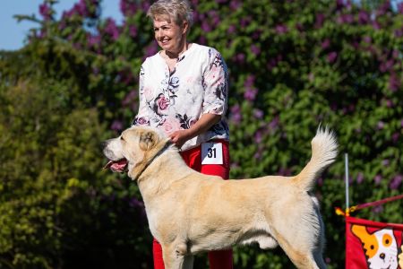 Pes	Šampiónov	ASAN OD TATIER K DUNAJU	Stredoeurópsky Víťaz, V1, CAC, BOS