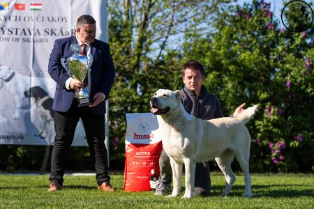 81. 	Suka	Otvorená	KAZBEGI HAYNA	Stredoeurópsky Víťaz, V1, CAC, BOB