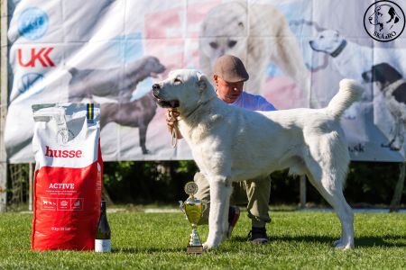 11. 	Pes	Mladých	ASHKABATCHINGIZ	Stredoeurópsky Víťaz