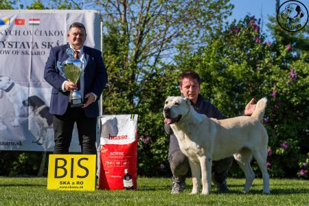 81. 	Suka	Otvorená	KAZBEGI HAYNA	Stredoeurópsky Víťaz, V1, CAC, BOB