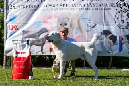 11. 	Pes	Mladých	ASHKABATCHINGIZ	Stredoeurópsky Víťaz