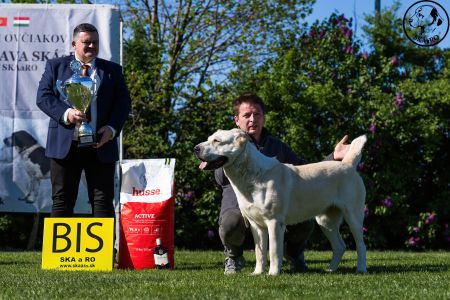 81. 	Suka	Otvorená	KAZBEGI HAYNA	Stredoeurópsky Víťaz, V1, CAC, BOB