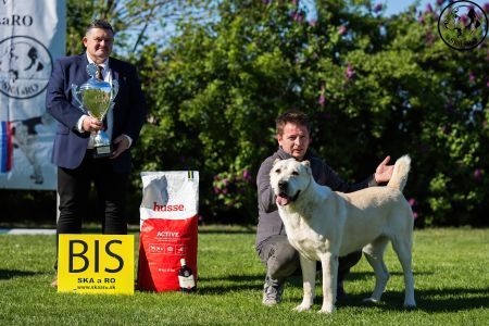 81. 	Suka	Otvorená	KAZBEGI HAYNA	Stredoeurópsky Víťaz, V1, CAC, BOB