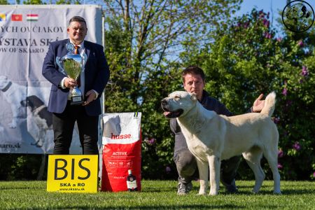 81. 	Suka	Otvorená	KAZBEGI HAYNA	Stredoeurópsky Víťaz, V1, CAC, BOB