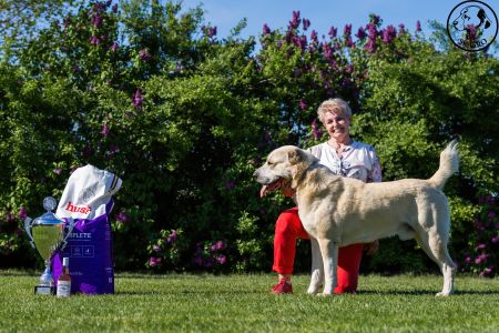 Pes	Šampiónov	ASAN OD TATIER K DUNAJU	Stredoeurópsky Víťaz, V1, CAC, BOS