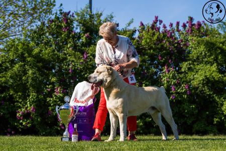 Pes	Šampiónov	ASAN OD TATIER K DUNAJU	Stredoeurópsky Víťaz, V1, CAC, BOS