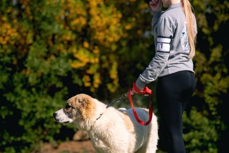 1. 	Pes	Mladšieho dorastu	DIEGO	VN4