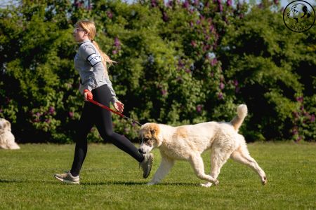 1. 	Pes	Mladšieho dorastu	DIEGO	VN4