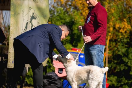 2. Pes	Mladšieho dorastu	ECCO VALOROSO DEL BUVALA	VN2