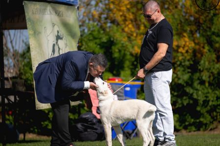 3. 	Pes	Mladšieho dorastu	ESCO VALOROSO DEL BUVALA	VN3