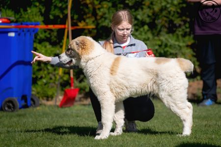 1. 	Pes	Mladšieho dorastu	DIEGO	VN4