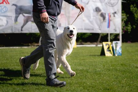 5. Pes	Mladšieho dorastu	MENEK ABELHAYAT	VN1