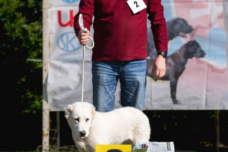 2. Pes	Mladšieho dorastu	ECCO VALOROSO DEL BUVALA	VN2