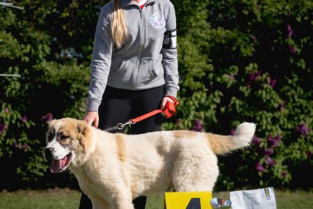 1.	Pes	Mladšieho dorastu	DIEGO	VN4