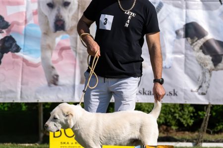 3. 	Pes	Mladšieho dorastu	ESCO VALOROSO DEL BUVALA	VN3