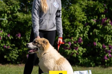 	Pes	Mladšieho dorastu	DIEGO	VN4