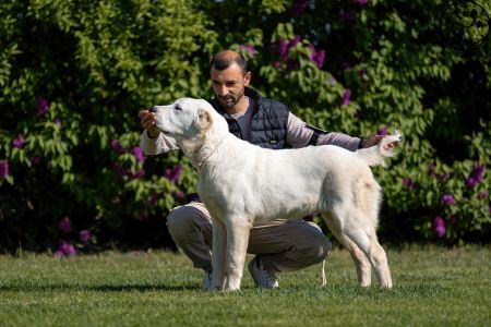 8. 	Pes	Dorastu	YULGIZ ZHAKHAN	VN3