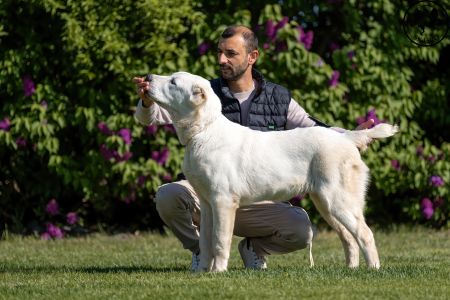 8. 	Pes	Dorastu	YULGIZ ZHAKHAN	VN3