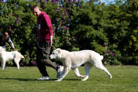 6. 	Pes	Dorastu	DRAGON VAJOMI CAO	VN2