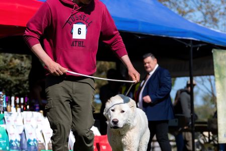 6. 	Pes	Dorastu	DRAGON VAJOMI CAO	VN2