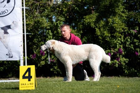 6. 	Pes	Dorastu	DRAGON VAJOMI CAO	VN2